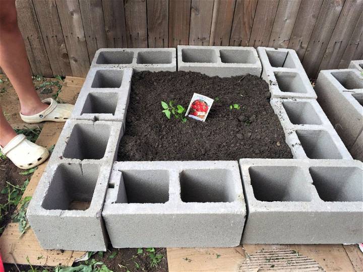 Cinder Block Raised Garden Bed With Tomatoes