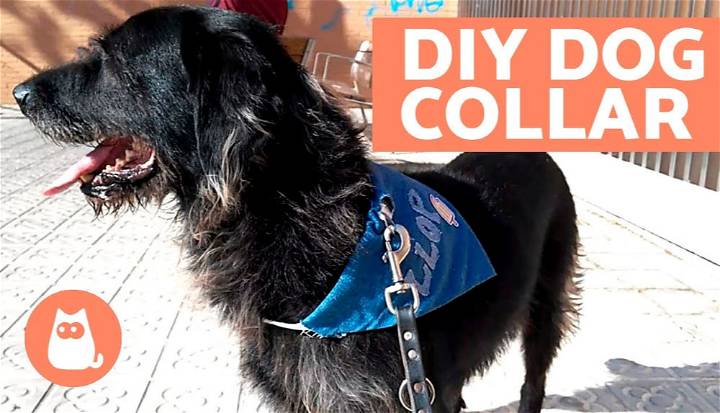 Outstanding DIY Dog Collar
