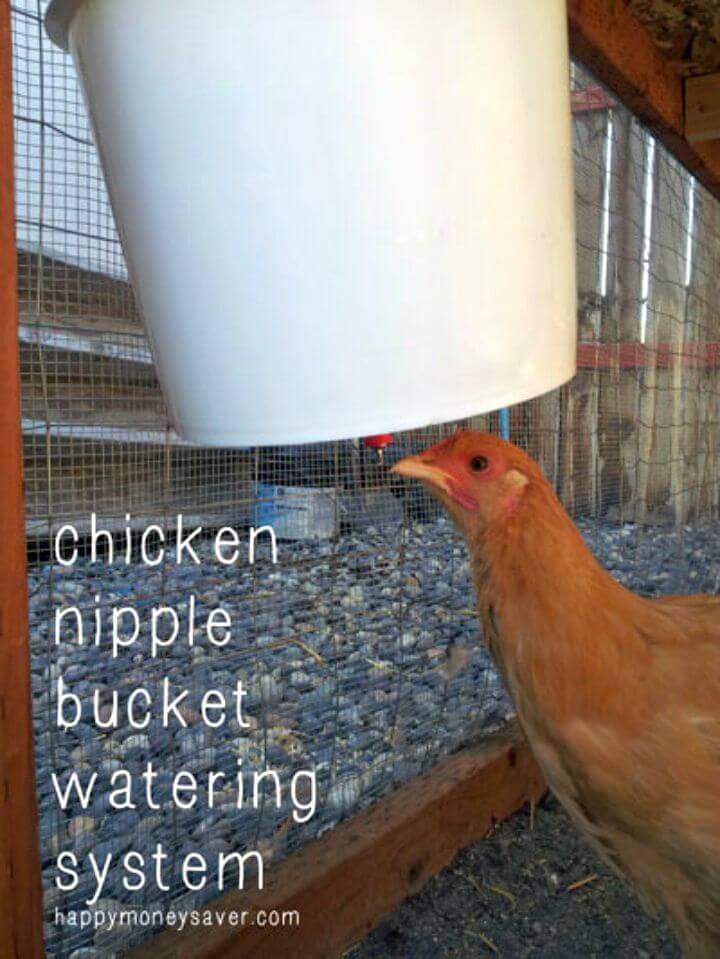 DIY Chicken Nipple Waterer using a Plastic Bucket