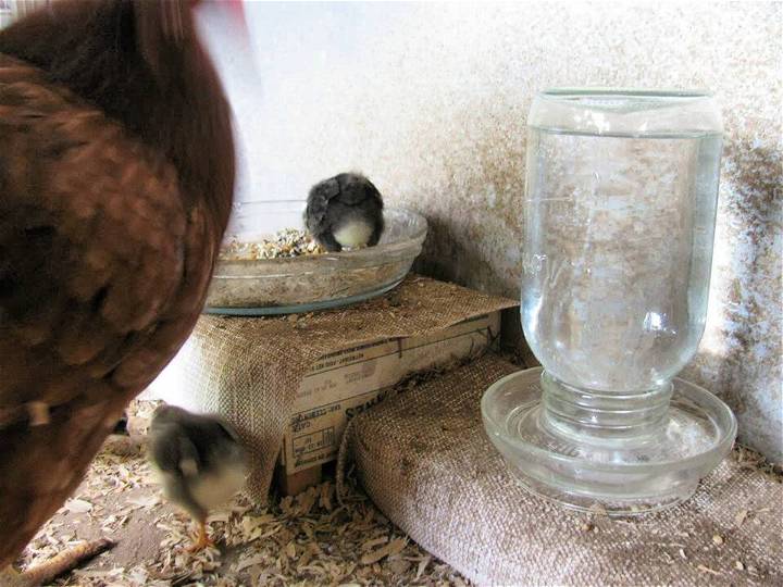 How to Make Glass Chicken & Poultry Waterer
