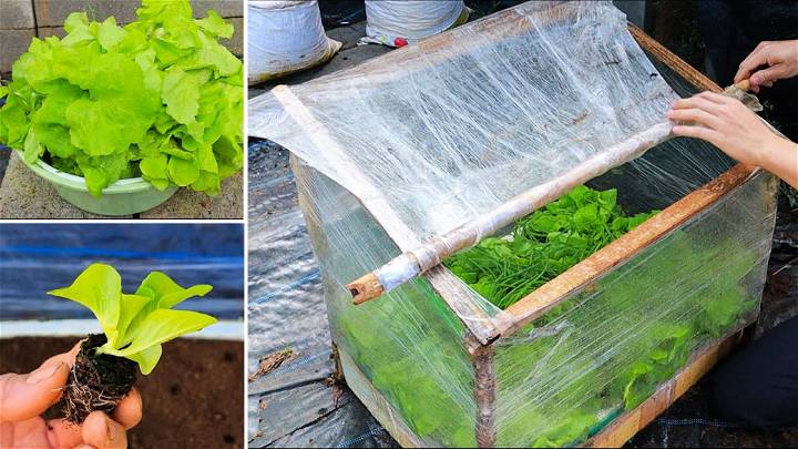 DIY Mini Greenhouse to Grow Vegetables With Food Wrap