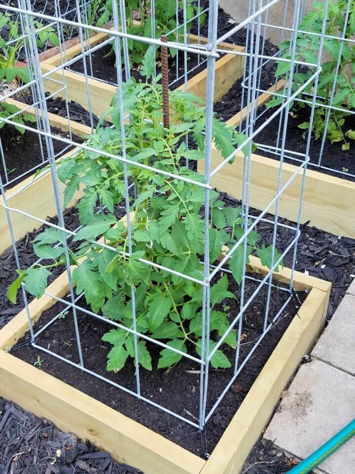 Build Your Own Tomato Cage
