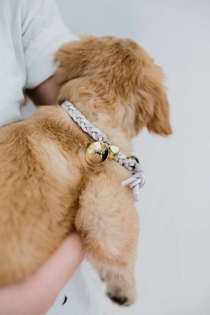 Unique DIY Dog Collar With Name