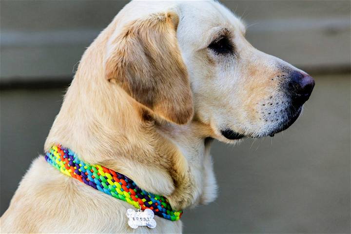 Cool DIY Personalized Dog Collar
